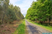 Forêt de Moulière (Vienne).<br>Route forestière du Pas Peloton.<br>9 mai 2009.