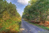 Forêt de Moulière (Vienne).<br>Route forestière du Pas Peloton.<br>13 octobre 2007.