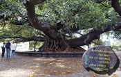 Buenos Aires, Argentine.<br>Un hévéa plus que bicentenaire.<br>Pour que l'arbre ne s'écroule pas sous son propre poids, les plus grosses branches sont supportées par des piliers !<br><font size=-1>La Pampa argentine étant naturellement dépourvue d'arbres, tous ceux qui y sont ont été importés d'Europe et plantés.</font>