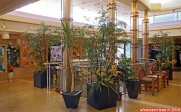<i>Celebrity Infinity</i>.<br>Le <i>Conservatory</i>, seul espace vert du navire.