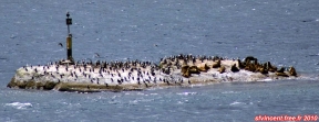 Canal Ninualac, fjords chiliens.<br>Sur un petit îlot, des oiseaux marins non identifiés, et probablement des lions de mer.