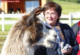 <i>El Mirador de Ensenada</i>, environs de Puerto Montt, Chili.<br>Sophie vient d'adopter un lama.<br>Mais je crains que les autorités chiliennes ne s'opposent à son exportation...