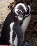 Pingouins de la Péninsule Valdez, Patagonie argentine.<br><font size=-1>Mimétisme: alors que j'étais agenouillé pour photographier des spécimens situés 20 mètres devant moi, je découvre la présence d'un individu, à 3 mètres sur ma droite. Par une rotation du tronc, je le vise, et j'incline la tête à 90 degrés pour le cadrer à la verticale.<br>Et que fait cette espèce de pingouin (si je puis dire...), il m'imite, et incline la tête à son tour. Quel déconneur !</font>