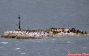Canal Ninualac, Fjords chiliens.<br>Sur un petit îlot, des oiseaux marins non identifiés, et probablement des lions de mer.