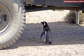 Péninsule Valdez, Patagonie argentine.<br>Avant le début de la visite, notre guide nous a mis en garde: les pingouins sont prêts à tout pour entrer clandestinement en Argentine.<br>Celui-ci cherche à monter dans un camion.<br>Heureusement, <i>Firestone</i> est là, et c'est le pingouin qui finit à plat !