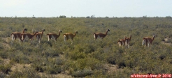 Péninsule Valdez, Patagonie argentine.<br>Troupeau de guanacos.