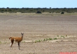 Péninsule Valdés, Patagonie Argentine.<br>Un Guanaco, sorte de lama sauvage, impossible à domestiquer.<br>Le guanaco peut rester très longtemps sans boire, ce qui n'est pas un luxe dans cette région...