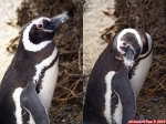 Pingouins de la Péninsule Valdés, Patagonie argentine.<br><font size=-1>Mimétisme: alors que j'étais agenouillé pour photographier des spécimens situés 20 mètres devant moi, je découvre la présence d'un individu, à 3 mètres sur ma droite. Par une rotation du tronc, je le vise, et j'incline la tête à 90 degrés pour le cadrer à la verticale.<br>Et que fait cette espèce de pingouin (si je puis dire...), il m'imite, et incline la tête à son tour. Quel déconneur !</font>