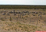 Péninsule Valdés, Patagonie Argentine.<br>La péninsule est aussi peuplée de moutons.<br>Les touristes ne sont donc pas les seuls à se faire tondre !