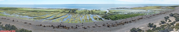 Péninsule Valdés, Patagonie Argentine.<br>Lions de mer sur la plage (montage panoramique à 180).<br>Pas facile de trouver un emplacement pour sa serviette de plage et son parasol !
