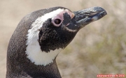 Péninsule Valdés, Patagonie argentine.<br>Tête d'un pingouin de Magellan.