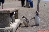 Péninsule Valdés, Patagonie argentine.<br><i>Les amoureux qui s'bécottent sur les bancs publics, bancs publics, bancs publics !</i><br>Oui, ben les pingouins aussi, ils aimeraient en faire autant,<br>mais ils sont trop petits pour monter sur les bancs !