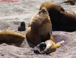 Péninsule Valdés, Patagonie argentine.<br>Lions de mer.<br>C'est l'heure du biberon !