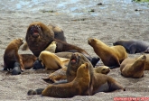 Péninsule Valdés, Patagonie argentine.<br>Lions de mer.<br>Z'ont pas l'air commodes, ces bestiaux...