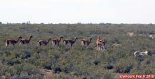 Péninsule Valdés, Patagonie Argentine.<br>Un troupeau de Guanacos cotoie des moutons.<br>Le Guanaco est une sorte de lama sauvage, impossible à domestiquer.