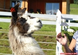 El Mirador de Ensenada, Andes chiliennes.<br>Elevage de lamas.<br>Attention, <i>quand lama fâché, lui toujours faire ainsi !</i>