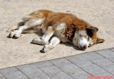 Punta Arenas, Détroit de Magellan, Chili.<br>Pas mal de chiens errants parcourent la ville, ou y font la sieste, indifférents aux passants.