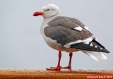 Ville d'Ushuaia, Terre de Feu, Patagonie argentine.<br>Les mouettes locales ne sont pas farouches...