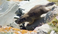 Elle court, elle court, la marmotte, la marmotte du Grossglockner..