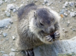 Marmottes du Grossglockner.<br>A défaut de l'emballer dans du papier en aluminium, les marmottes mangent le chocolat !