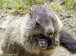 Marmottes du Grossglockner.<br>Nourries par les touristes à longueur d'année (hors hibernation, bien sûr), les marmottes ne sont pas farouches du tout.
