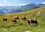 Après une étude poussée, plusieurs heures d'observation, une analyse de 3 Go d'enregistrements au format mp3, nous sommes en mesure de vous affirmer que les vaches autrichiennes font bien <i>Meeuuuhh !</i> et non pas <i>Hi-Han !</i><br>Quant à leur lait, il sert aussi à faire du fromage et du beurre.<br><br>Les voyages à l'étranger, on les aime aussi pour ça !