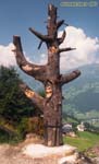 Zillertal, au Tyrol.<br>Des masques sculptés dans les branches d'un arbre: stupéfiant !