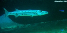 Ile d'Aruba, sous-marin Atlantis.<br>Un beau spécimen de barracuda.<br>A éviter, ça mord !