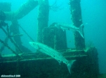 Ile d'Aruba, sous-marin Atlantis.<br>De jolis spécimens de barracudas.<br>A éviter, ça mord !