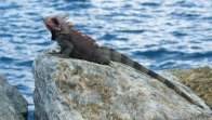 Après les singes verts de Saint Kitts, les iguanes de Saint Thomas.<br>Non, vous ne verrez pas de photo de Godzilla sur la tête de François: la grosse bête a eu peur de la petite !