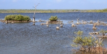 [no_rights] Ile de Cozumel, au Mexique.<br>Ces marécages sont infestés de crocodiles.<br><i>Prendre un bain peut nuire à votre intégrité physique...</i>