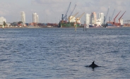 [no_rights] Miami, Floride.<br>Les dauphins se baladent aussi dans le port de Miami.
