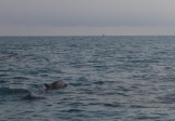 [no_rights] Islamorada, archipel des Keys, Floride.<br>Des dauphins en liberté. Que c'est beau !<br>Ils ne sont pas farouches, et ils jouent autour du bateau.