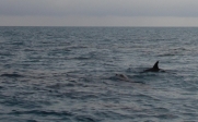 [no_rights] Islamorada, archipel des Keys, Floride.<br>Des dauphins en liberté. Que c'est beau !<br>Ils ne sont pas farouches, et ils jouent autour du bateau.