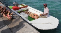 [no_rights] Nassau, Bahamas.<br>Vendeur de coquillages.<br>Si on porte une coquille à l'oreille, on entend la mer; si on la porte sur la tête, on passe pour un con.