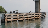 [no_rights] Islamorada, archipel des Keys, Floride.<br>Les pélicans gardent le pont mobile de Snake Creek.