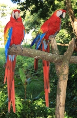 [no_rights] Ile de Roatan, Honduras.<br>Une magnifique paire d'aras.