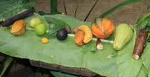 [no_rights] <i>Carambola Gardens</i>, île de Roatan, Honduras.<br>Fruits produits dans les jardins de Carambola. On a eu droit à une dégustation.<br>C'est fou à quel point des fruits tout frais peuvent être bons.