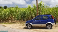 Île de La Barbade.<br>Notre <i>Daihatsu Terios</i> de location devant un champ de canne à sucre.<br>Nous nous étions un peu perdus.<br>Heureusement, tous les chemins mènent... au rhum !!!