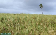 Saint Kitts et Nevis.<br>La canne à sucre donne du rhum: visiblement, certains palmiers ne tiennent pas l'alcool !