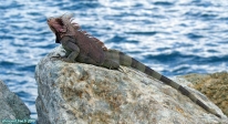 Île de Saint Thomas, Îles vierges américaines.<br>Iguane des petites Antilles.