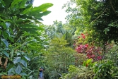 Sainte Lucie, aux Antilles.<br>Jardin botanique, non loin de <i>Sulphur Springs</i>.