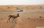 Dubaï Desert Conservation Reserve, Emirats Arabes Unis.<br>Les gazelles ont la priorité, même quand elles traversent en dehors des clous !
