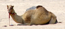 <i>Jumeirah Beach</i>.<br>On trouve des vacanciers qui n'ont même pas la force de se traîner jusqu'à l'eau: celui-ci a jeté l'éponge juste avant !