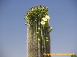 Cactus en fleur, désert de Sonora.