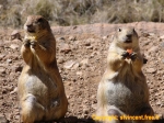Chiens de prairie, désert de Sonora.