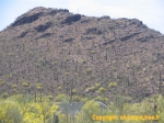 Montagne constellée d'<i>Organ Pipes</i>, désert de Sonora.
