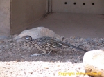 Road Runner, désert de Sonora.