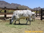Bovin à longues cornes, typique dans les westerns.<br>Old Tucson.