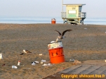 Attention où on met les pieds, il n'y a pas que du sable à Santa Monica !